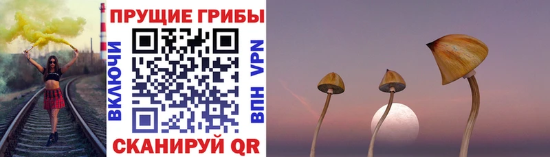 Псилоцибиновые грибы Psilocybine cubensis  Староминская 